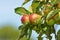 Why not enjoy natures bounty. Bright red apples hanging on a branch in an orchard.