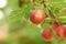 Why not enjoy natures bounty. Bright red apples hanging on a branch in an orchard.