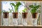 Wick watering. Plants in pots on glasses stand on a shelf on a window.