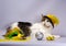 Wicked cat in a yellow carnival hat with sequins and a feather n