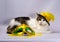 Wicked cat in a yellow carnival hat with sequins and a feather n