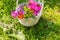 In a wicker basket, beautiful annual plants grown from seeds for a garden plot.