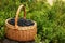 Wicker basket with bilberries on green grass outdoors, space for text