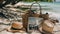 A wicker basket with books, a hat, and a camera rests on the sandy beach AIG50