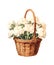 Wicker basket with bouquet of white carnations isolated on white background.