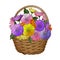Wicker basket with bright colors. The illustration is drawn by hand. Colorful blossoming chrysanthemums. spring, summer floral
