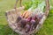 A wicker basket called a trug filled with an array of home grown