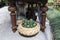 Wicker basket with ceramic green cactus figurines under the table. Planter with festuca gautieri ami green plant along the path