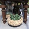 Wicker basket with ceramic green cactus figurines under the table. Planter with festuca gautieri ami green plant along the path