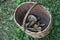 wicker basket with collected mushrooms in the forest