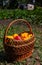wicker basket with colored peppers standing on the grass in the garden