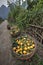 Wicker basket filled harvest oranges, Guangxi Province, southwest China, spring.