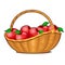 Wicker basket filled with ripe red apples isolated on white background. Food fitness menu. Vector cartoon close-up