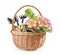 Wicker basket with flowers and gardening tools on white background