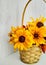 Wicker basket with flowers of golden bicolor rudbeckia on a light background