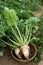 Wicker basket with fresh beet white plants in field