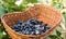 Wicker basket with freshly picked black grapes