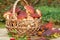 Wicker basket full of Edible forest mushrooms boletus edulis f. pinophilus known as king bolete, penny bun and sep on wooden table