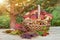 Wicker basket full of Edible forest mushrooms boletus edulis f. pinophilus known as king bolete, penny bun and sep on wooden table