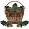 Wicker basket full of fresh broccoli, vector isolated illustration