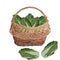 Wicker basket full of fresh chinese napa cabbage, vector illustration