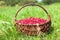 Wicker basket full of fresh ecological red cowberry