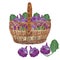 Wicker basket full of fresh kohlrabi, vector illustration