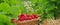 A wicker basket full of strawberries amidst green plants. The focus is on the ripe berries, with a blurry field