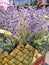 Wicker basket with lavender flowers closeup over rough round of lavender field. lavender in a wicker basket