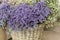 In a wicker basket limonium gmelinii, statice or sea lavender flowers in lavender-blue color in the garden shop