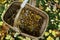 Wicker basket with mushrooms craterellus tubaeformis