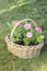 Wicker basket of pink persian buttercup flowers.