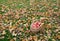 Wicker basket of ripe red apples at autumn garden