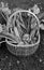 Wicker basket with a selection of allotment vegetables