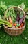 Wicker basket with a selection of allotment vegetables