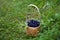 Wicker basket of tasty dewberries or blackberries standing on the green grass at the forest. Harvest and healthy food