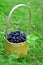 Wicker basket of tasty dewberries or blackberries standing on the green grass at the forest. Harvest and healthy food