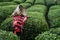 Wicker basket on traditional harvesting clothes on rows of Turkish black tea plantations in Cayeli area Rize province