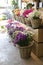 In a wicker basket variety of limonium sinuatum and matthiola incana flowers in violet, pink, white colors for sale in the greek