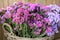 In a wicker basket variety of limonium sinuatum or statice salem flowers in pink, lilac, violet colors in the garden shop.