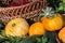 Wicker basket with Viburnum berry and pumpkins and zucchini in the garden.