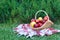 Wicker basket is woven of vines with apples on the background of green grass tablecloth, cloth in a cage towel,yellow red ripe fru