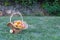 Wicker basket is woven of vines with yellow apples on the background of green grass, yellow ripe fruits, wicker straw, stone fence
