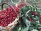 Wicker baskets with freshly picked cherries from the tree