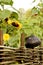 Wicker fence, sunflowers and pot