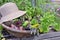 Wicker hat put on a basket with fresh vegetables in a little vegetable garden