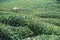 Wicker hat on rows of Turkish black tea plantations in Cayeli area Rize province