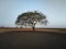 A Widara tree in the middle of the Bekol savanna, Baluran national park, Banyuwangi, Indonesia