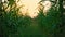 Wide aisle between green cornstalks, cornfield at sunset, subjective camera, hiding between corn stalks, plantation