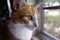 Wide angel photo close up photo of orange and white domestic shorthaired cat